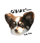 愛犬チビのスタンプ（個別スタンプ：16）
