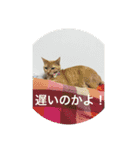 鈴木家の日常必須なスタンプ（個別スタンプ：2）