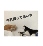 鈴木家の日常必須なスタンプ（個別スタンプ：10）