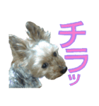 陽気なヨーキー 2（個別スタンプ：2）