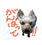 陽気なヨーキー 2（個別スタンプ：5）