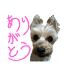 陽気なヨーキー 2（個別スタンプ：8）