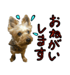 陽気なヨーキー 2（個別スタンプ：9）