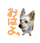 陽気なヨーキー 2（個別スタンプ：15）