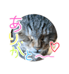 さっちゃん家の愉快な仲間たち（個別スタンプ：1）