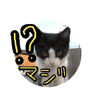 さっちゃん家の愉快な仲間たち（個別スタンプ：6）