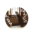 さっちゃん家の愉快な仲間たち（個別スタンプ：11）