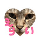 さっちゃん家の愉快な仲間たち（個別スタンプ：13）