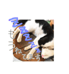 さっちゃん家の愉快な仲間たち（個別スタンプ：17）
