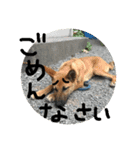 さっちゃん家の愉快な仲間たち（個別スタンプ：18）