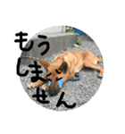 さっちゃん家の愉快な仲間たち（個別スタンプ：19）