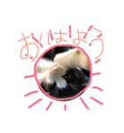 さっちゃん家の愉快な仲間たち（個別スタンプ：21）