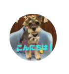 シュナウザー L（個別スタンプ：21）