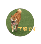 レディきく（個別スタンプ：1）