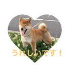 レディきく（個別スタンプ：2）