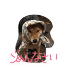 レディきく（個別スタンプ：3）