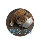 レディきく（個別スタンプ：4）