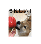 レディきく（個別スタンプ：5）