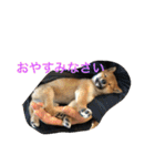 レディきく（個別スタンプ：6）