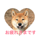 レディきく（個別スタンプ：7）