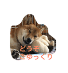 レディきく（個別スタンプ：10）