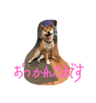 レディきく（個別スタンプ：12）