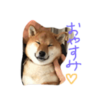 レディきく（個別スタンプ：13）