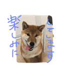 レディきく（個別スタンプ：24）
