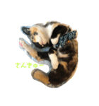 うぃんうぃんすたんぷ②（個別スタンプ：20）