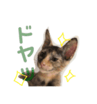我が家のケモノ達（個別スタンプ：9）