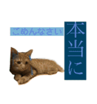 我が家のケモノ達（個別スタンプ：15）