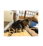 猫図鑑（個別スタンプ：1）