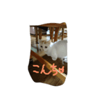 猫図鑑（個別スタンプ：2）