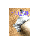 猫図鑑（個別スタンプ：3）