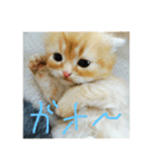猫図鑑（個別スタンプ：4）