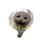 猫図鑑（個別スタンプ：6）