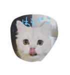 猫図鑑（個別スタンプ：7）