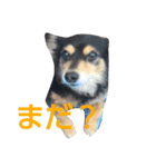我が家の犬3匹（個別スタンプ：2）