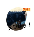 我が家の犬3匹（個別スタンプ：3）