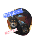 我が家の犬3匹（個別スタンプ：4）