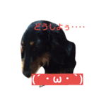 我が家の犬3匹（個別スタンプ：5）