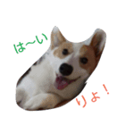 我が家の犬3匹（個別スタンプ：7）