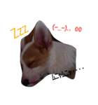 我が家の犬3匹（個別スタンプ：8）