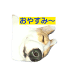 うちの犬 総悟（個別スタンプ：1）