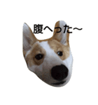 うちの犬 総悟（個別スタンプ：2）