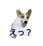 うちの犬 総悟（個別スタンプ：3）