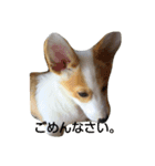 うちの犬 総悟（個別スタンプ：4）