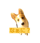 うちの犬 総悟（個別スタンプ：6）