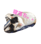 まるまる222（個別スタンプ：7）