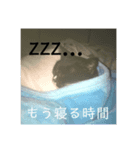 タキシードキャットのジジコさん（個別スタンプ：1）
